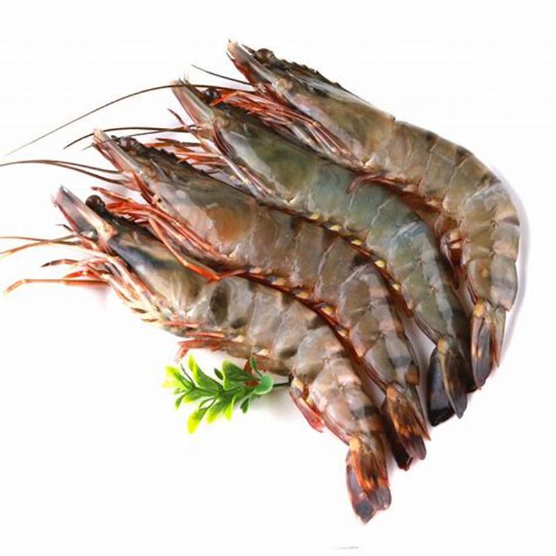 Gamba met kop