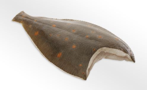 Schol panklaar