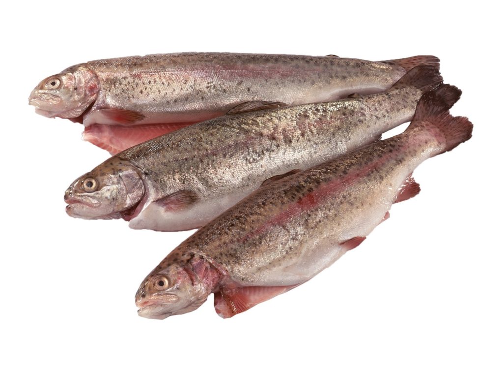 Zalmforel